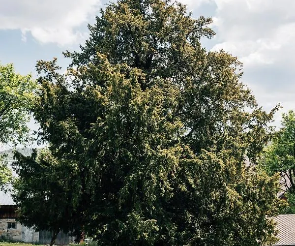 Madzia منزل للإقامة فيسلا